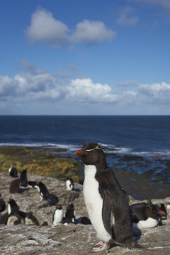 Rockhopper Penguins (Eudyptes chrysocome) on the cliffs of Bleaker Island in the Falkland Islands