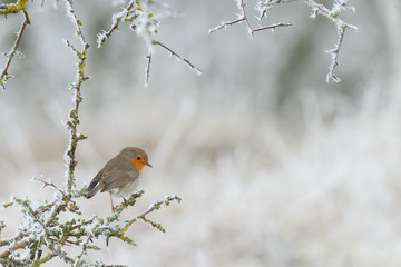 Robin bird in wintertime