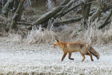 Red fox in a setting in a white landscape
