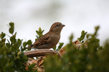 Haussperling im Winter an Futterstelle