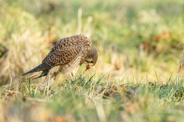 European Common Kestrel in nature 
