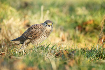 European Common Kestrel in nature 
