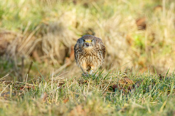 European Common Kestrel in nature 
