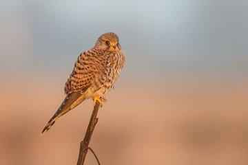 European Common Kestrel in nature 
