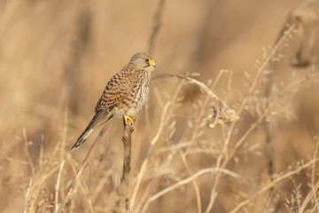 European Common Kestrel in nature 
