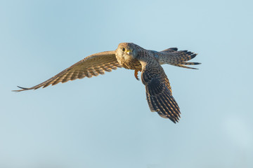 European Common Kestrel in nature 
