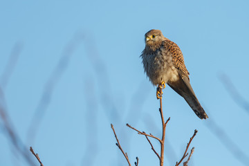 European Common Kestrel in nature 
