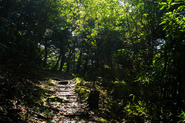 Obraz premium Mt. Kanuki hiking route