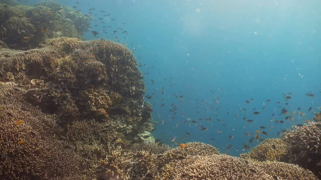 Fish and coral reef. Tropical fish on a coral reef. Wonderful and beautiful underwater world with corals and tropical fish. Hard and soft corals. Diving and snorkeling in the tropical sea. 4K video.