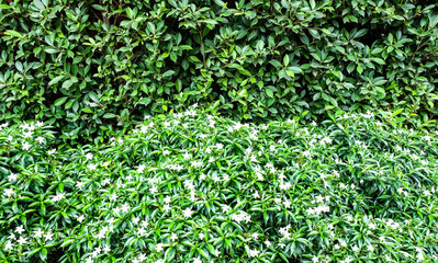 Green leaf and white flowers texture or background