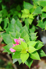 Obraz premium A bunch of leaves with little pink flowers