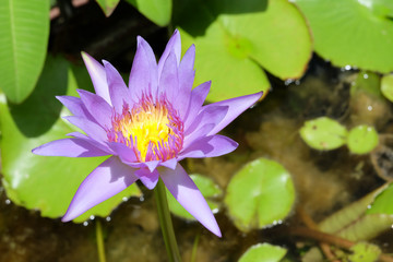 Purple lotus flower with leaf in the pond in Thailand