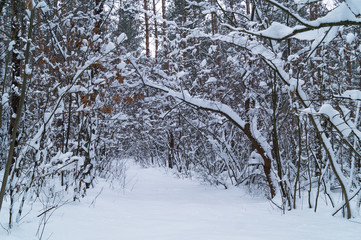 Winter forest. The forest consists of deciduous and coniferous trees.