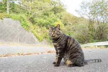 Stray cats in Mt. Kanuki