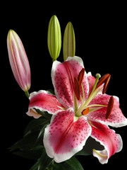 lilly bouquet isolated black background