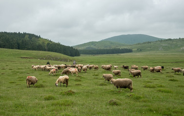 Fototapeta premium Milking sheep in Brezovica on the mountain household