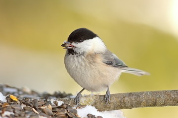 coal tit perched of twig