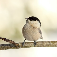 coal tit in the garden in winter
