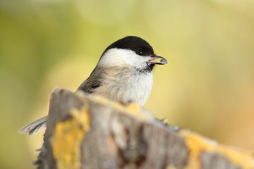 coal tit with seed in its beak
