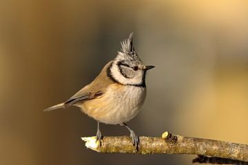 crested tit in the garden in winter