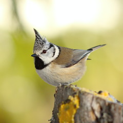 crested tit perched on a stump in the garden