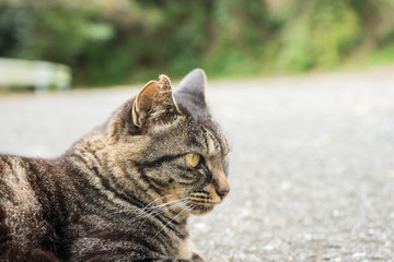 Stray cats in Mt. Kanuki