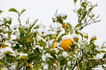 Orange tree branches covered by snow