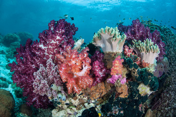 Fototapeta na wymiar Vibrant, Healthy Coral Reef in Raja Ampat