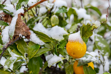 Orange fruits in tree covered by snow