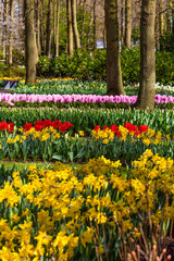 Beautiful garden in spring. Colorful flowers and blossom