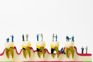 People to clean tooth model on white background,miniature