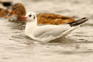 juvenile black headed gull on water