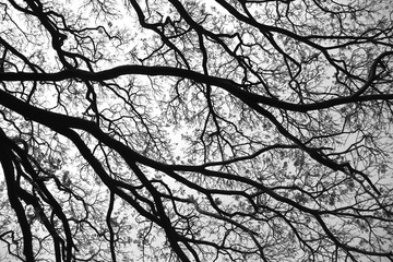 Black and White Silhouette Tree Network