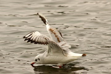 juvenile black headed gull over water