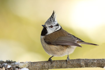 Lophophanes cristatus on twig