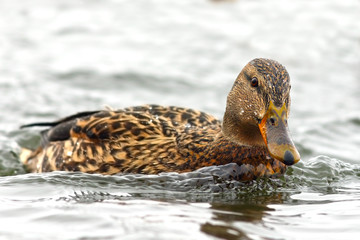 female mallard duck on water surface in a winter day
