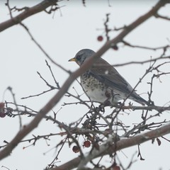 Wacholderdrossel im Zierapfelbaum