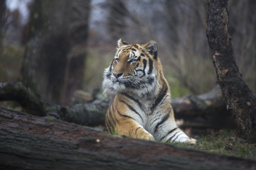 Portrait of siberian or Amur tiger