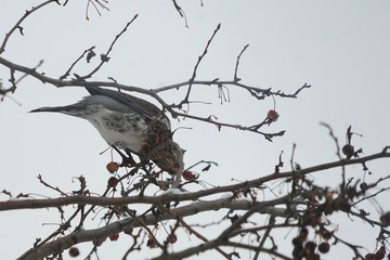 Wacholderdrosseln im Zierapfelbaum