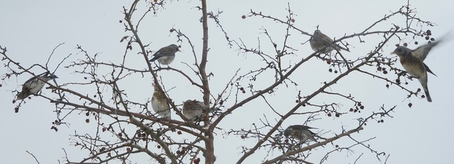 Wacholderdrosseln im Zierapfelbaum