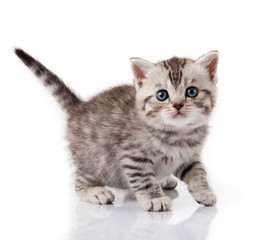 Cute little kitten. kitten with blue eyes. Kitten on a white bac