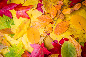 Fall leaves background. autumn leaves
