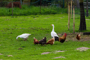 Fototapeta premium flock of chickens grazing on the grass