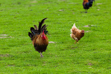 hen on the green grass. chickens, hens