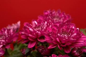 Bouquet of flowers.  Chrysanthemums.