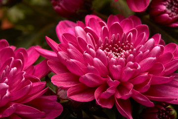 Background of Chrysanthemums.