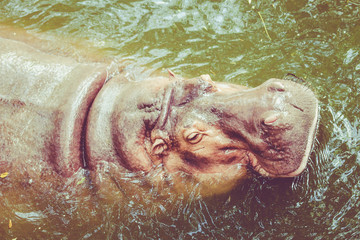 Hippopotamus. Hippo out the water