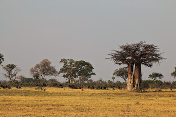 Botswana Okavango grassland and baobab tree