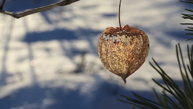 Cape Gooseberry decorative. Decorative dry physalis sways in the wind close-up in winter. Japanese lantern Hozuki