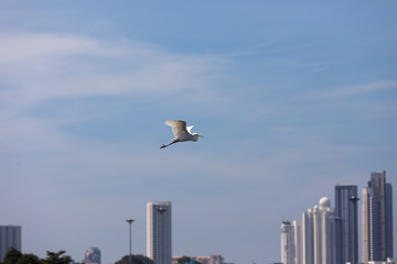 white bird against a background of a modern city